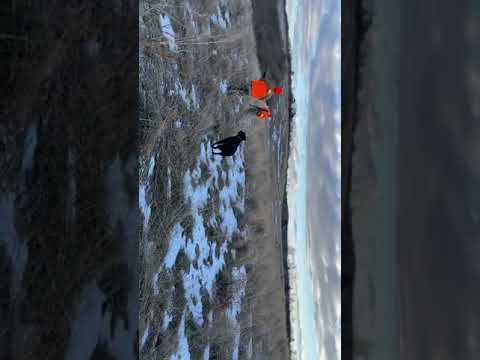 Video: Perburuan burung pegar di musim dingin di salju