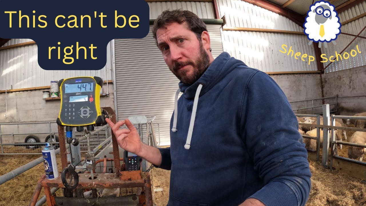 Zero Profit Sheep Farming YouTube