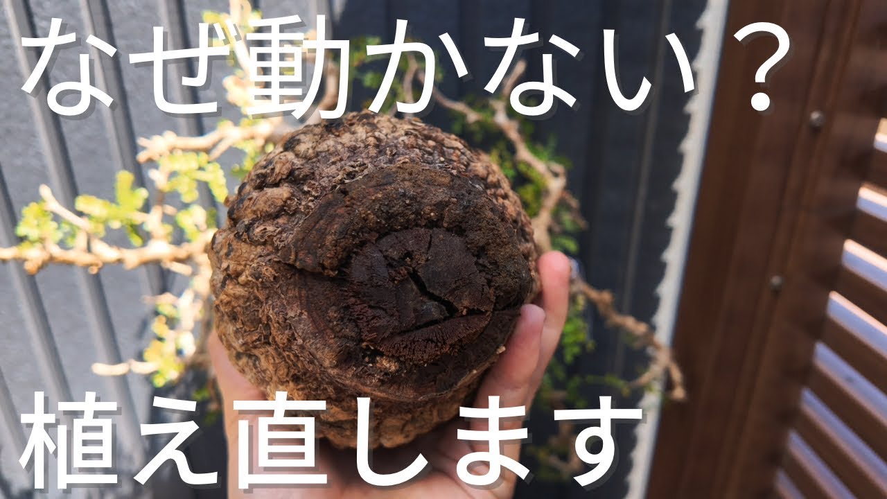 Sprouting but stuck | I repotted 5 Pachypus specimens - YouTube