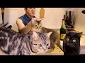 【猫とワインの意外な関係】我が家のネコとお酒の話。　#猫動画 　#猫好き 　#親バカ