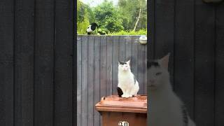 Magpie Torments Cat