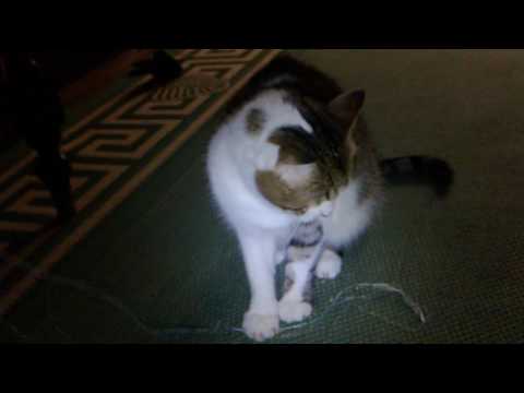 REKAM DVC-540, 1920x1080, 30 FPS indoor test video with LED-lights