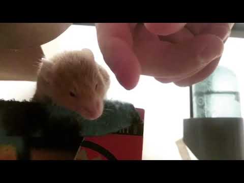 Pet Mouse Loves Human Dad