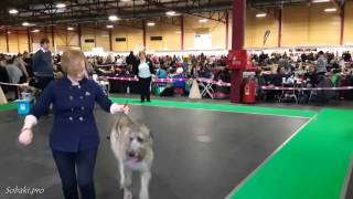 PetEXPO 2016. Ирландский волкодав. Выставка собак в Риге (FCI CACIB) 19.03.2016