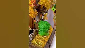 Cây kim tiền cóc ngồi bắp cải phong thuỷ