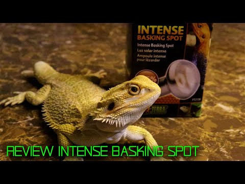 Review EXO TERRA INTENSE BASKING SPOT  | Foco para animales desérticos |