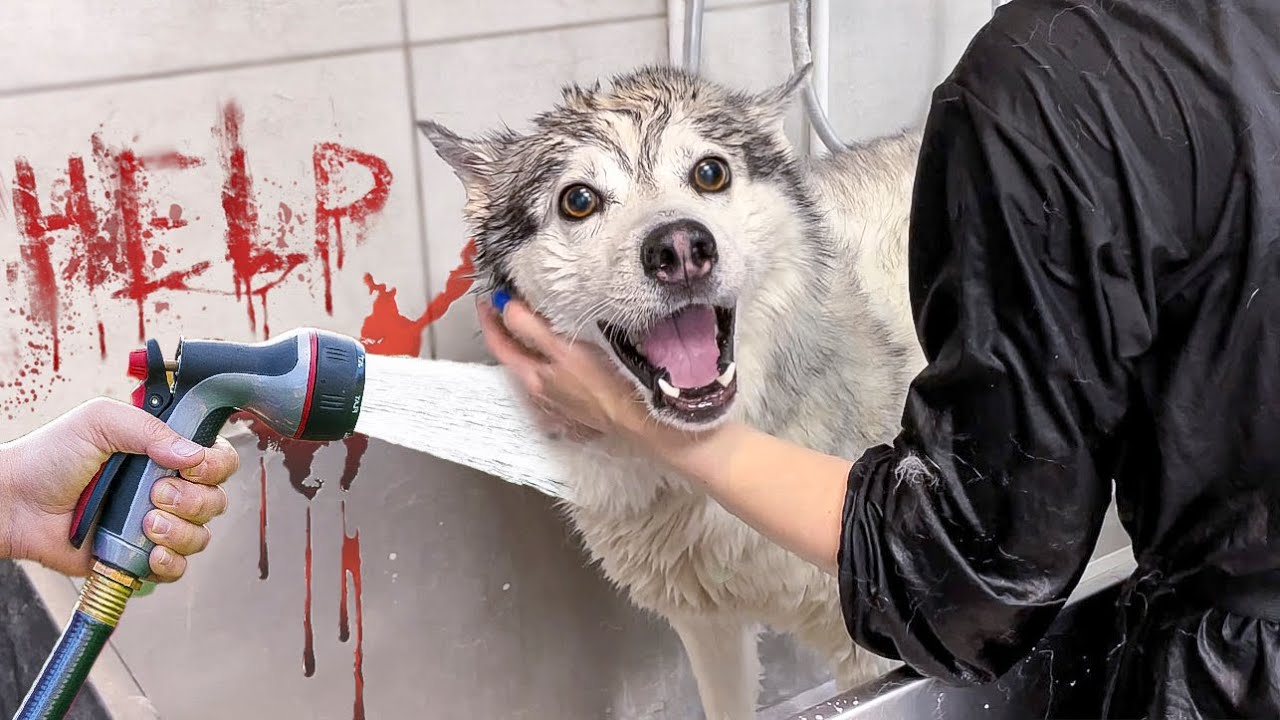 ИСТЕРИКА У ХАСКИ до ПОТЕРИ СОЗНАНИЯ / Груминг и купание собаки - YouTube