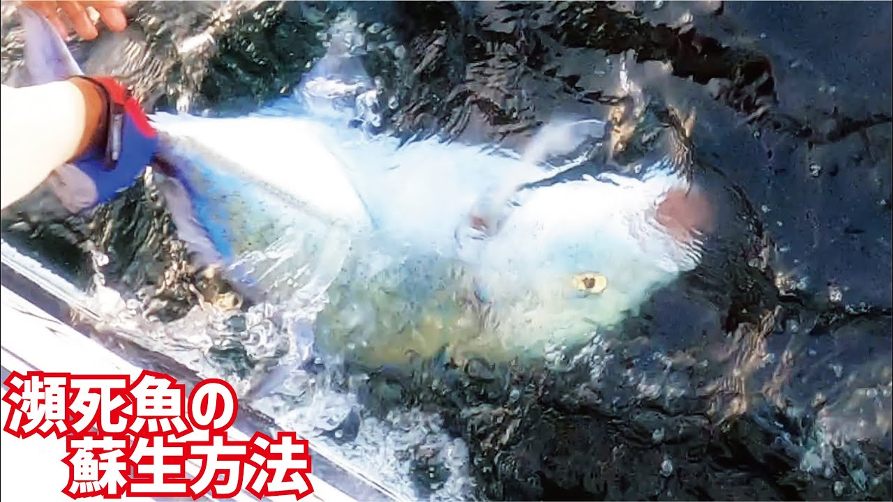 The amazing technique of catching a big fish in a turbulent