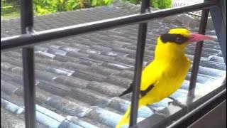 black naped oriole malaysia 黃鸝鳥 2012-02-04