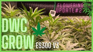 DWC Grow Episode #7 | Flowering Update | ES300 V3 Electric Sky | Canada Ontario | YoLink