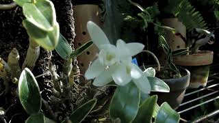セッコク/Dendrobium moniliforme 02(銀竜)_240502_自宅