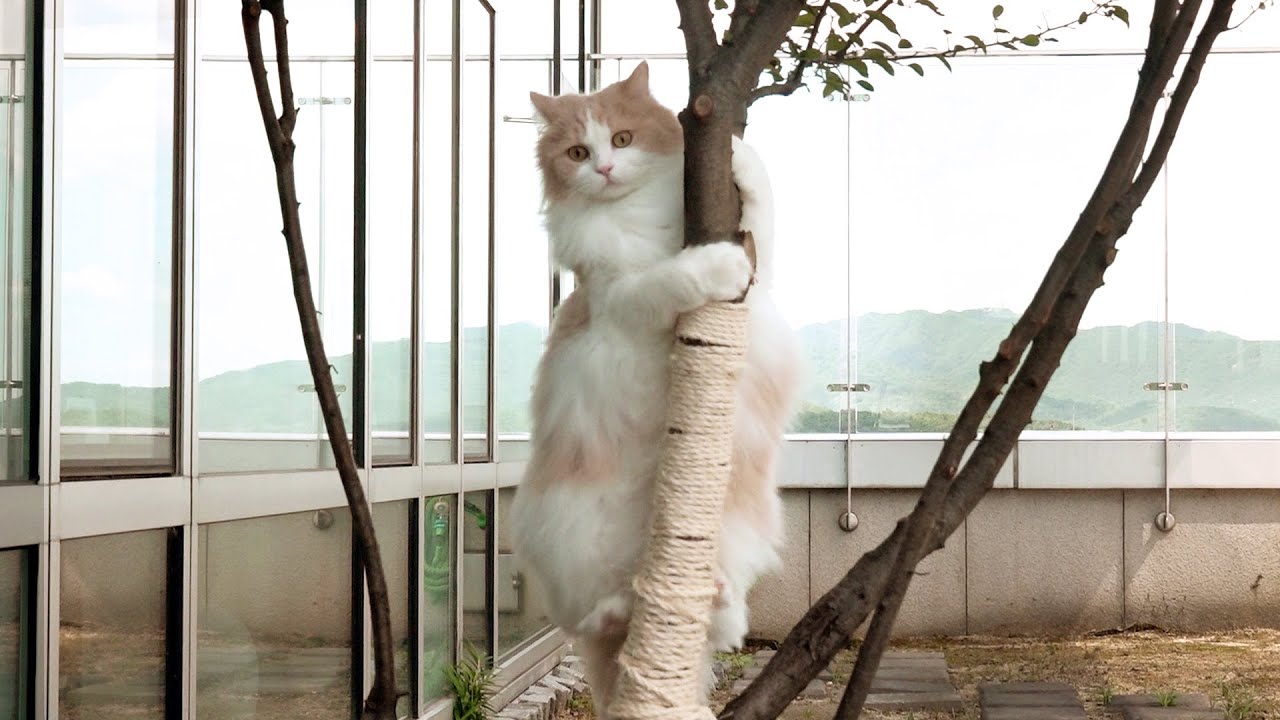 드디어 고양이들이 정원을 정복했어요!