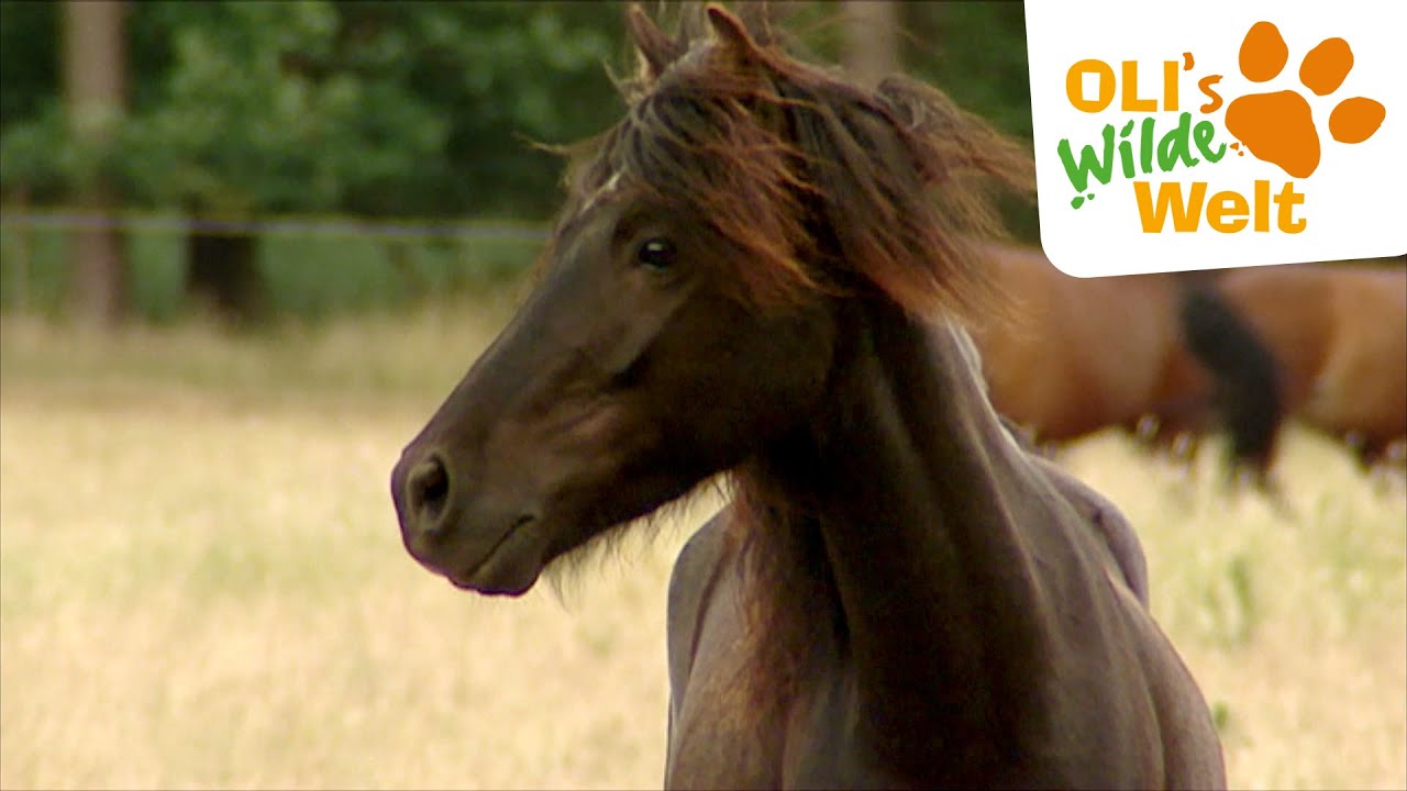 New Reitstunden auf dem Bauernhof | OLI's Wilde Welt | SWR Kindernetz