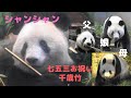 お姉さんぽくなったシャンシャン♡もう少しだけ箱入りのままで 2020/11/17 Giant Panda Xiang Xiang,Ri-Ri & Shin Shin at Ueno Zoo