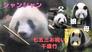 お姉さんぽくなったシャンシャン♡もう少しだけ箱入りのままで 2020/11/17 Giant Panda Xiang Xiang,Ri-Ri & Shin Shin at Ueno Zoo