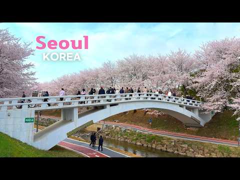 [4K]🇰🇷 Cherry Blossoms in Seoul, Korea 🌸 | Relaxing Walk at Yangjaecheon (2026)