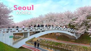 [4K]🇰🇷 Cherry Blossoms in Seoul, Korea 🌸 | Relaxing Walk at Yangjaecheon (2026)