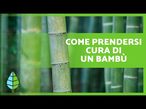 Video: Come coltivare e prendersi cura del bambù in giardino