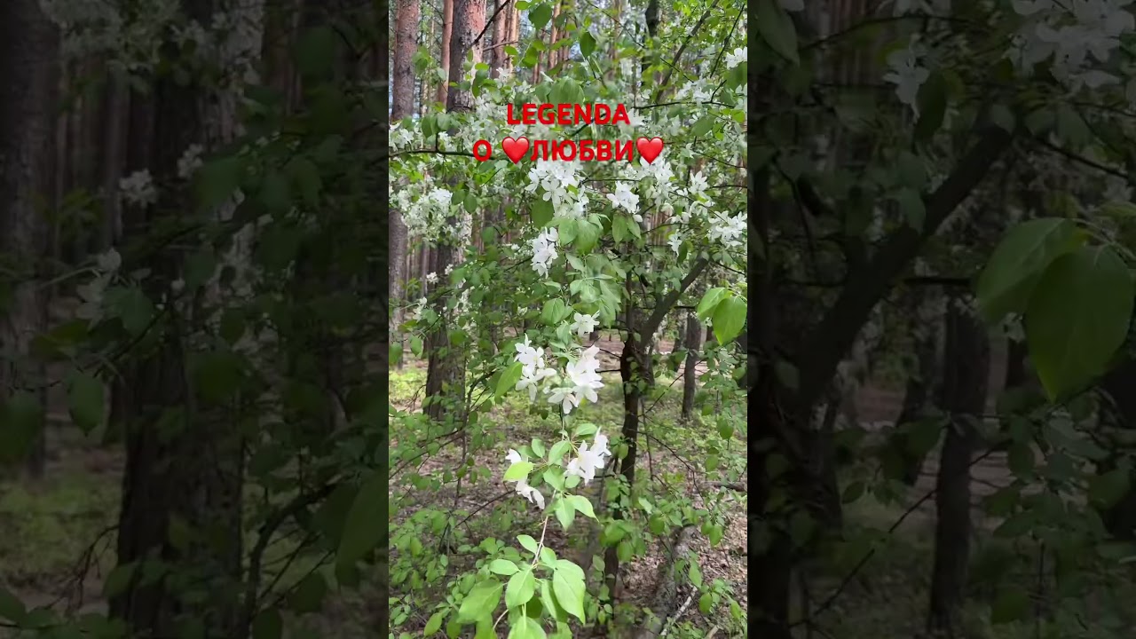 LEGENDA О ЛЮБВИ❤️БЕЛЫХ ЯБЛОНЬ ЦВЕТ🌳