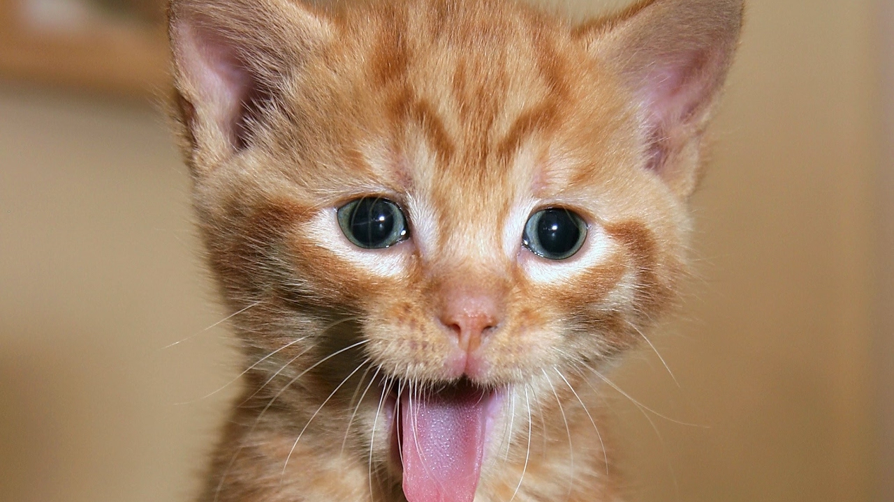 LUSTIGE KATZEN UND HUNDE VIDEOS - YouTube