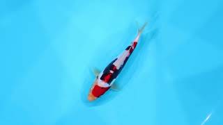 若鯉大会スペシャルオークション！】260302-145の出品鯉のご紹介