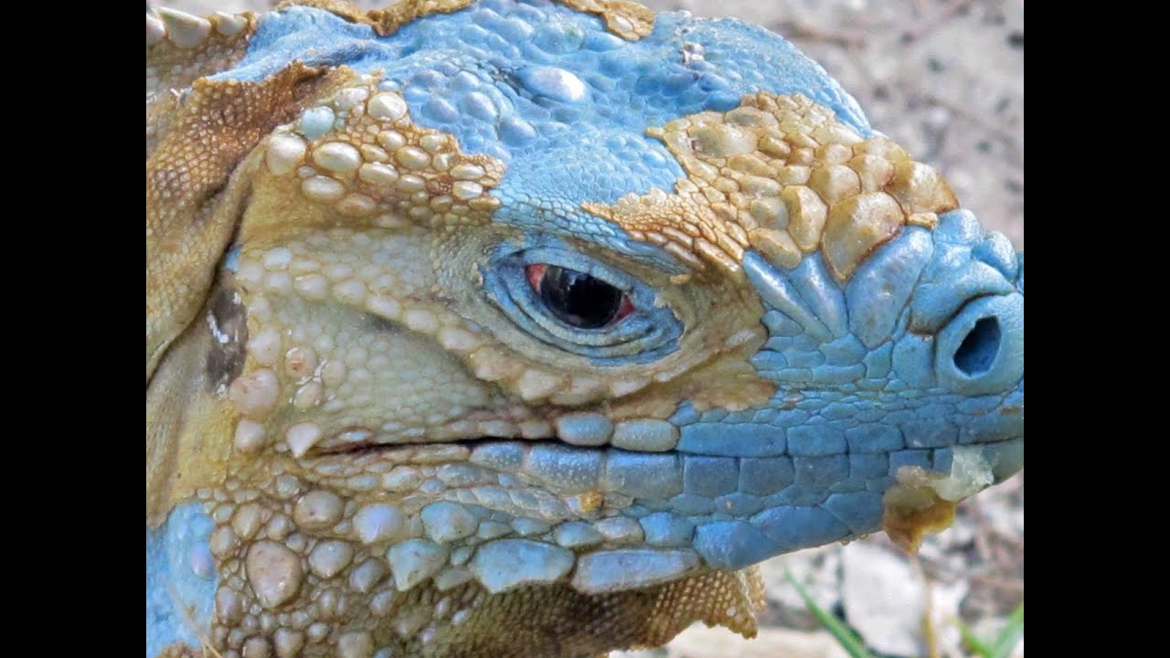 iguana blue