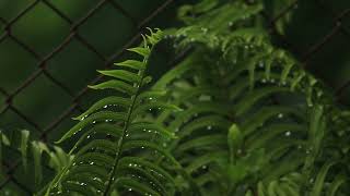 ASMR. Fall asleep to the sound of May rain. Close your eyes and listen to the sounds of nature