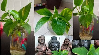 How to grow money plant in Water / मनी प्लांट सिर्फ पानी में कैसे उगायें / Indian Vlogger Aarju