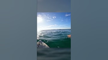 SURFING WITH DOLPHINS! (POV) #povsurfing #surfing #surfshorts #surfingshorts #surf #surferboy #ocean