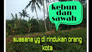 pemandangan kebun penyejuk mata