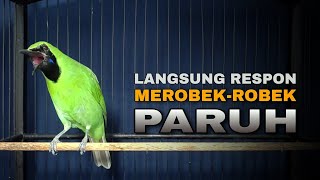 LANGSUNG RESPON || CUCAK IJO GACOR BUKA PARUH SOBEK-SOBEK