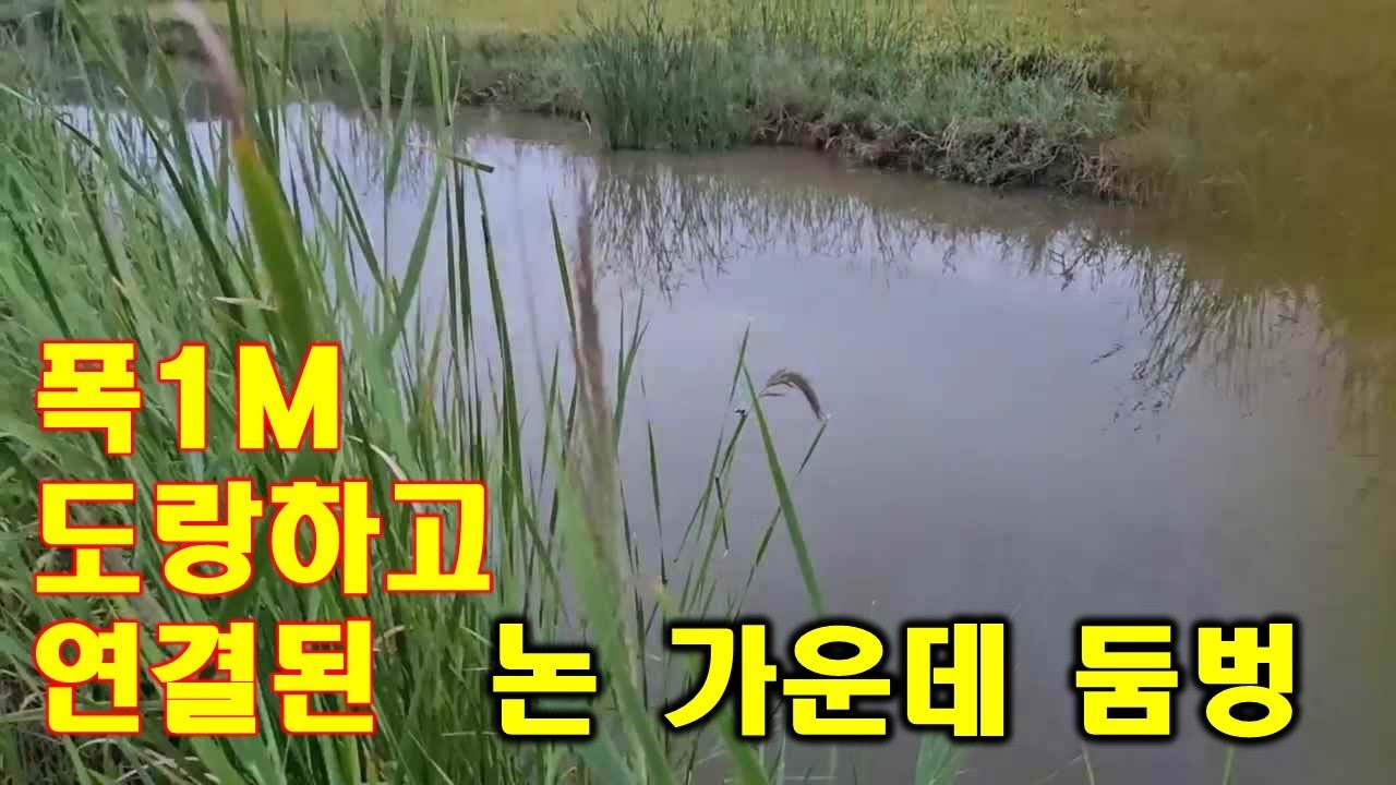 폭 1m 도랑하고 연결된 논 가운데 둠벙 - YouTube