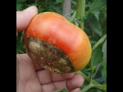 Video: Soluciones para el tizón del tomate: cómo prevenir el tizón del tomate