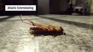 Long Term Effective Pest Control Service