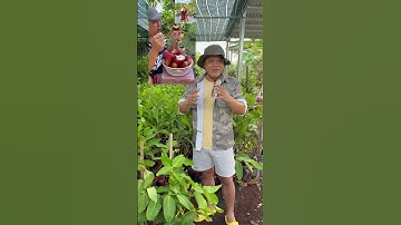 Mận Hồng MST trồng khoảng cách bao nhiêu là hợp lý