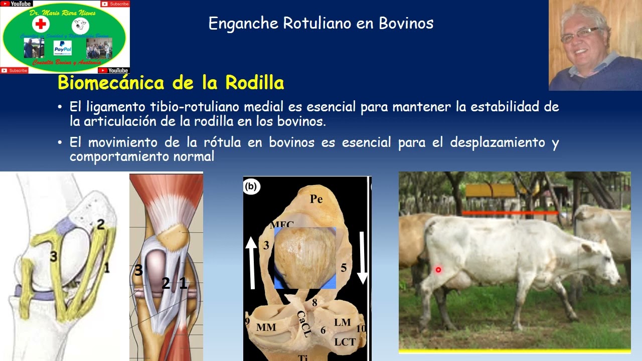 Enganche Rotuliano en Bovinos