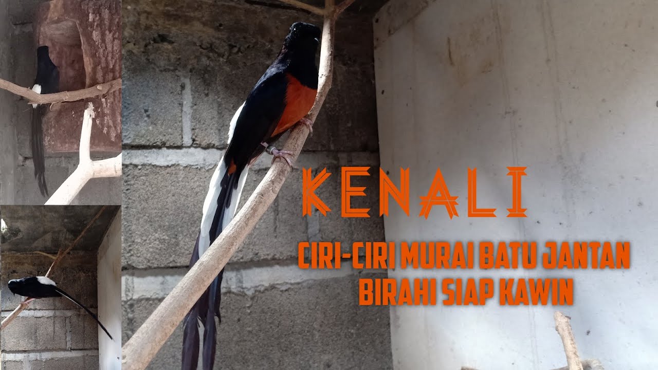 CIRI-CIRI BURUNG MURAI BATU JANTAN BIRAHI SIAP KAWIN