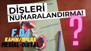 Dişlerin Numaralandırma Sistemleri, Dişlerin İsimlendirilmesi, Diş Yüzleri |Diş Hekimliği 1.Sınıf|