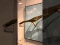 Patenschaft Art. 17 KRK:  LandesMuseum &amp; Landesbibliothek