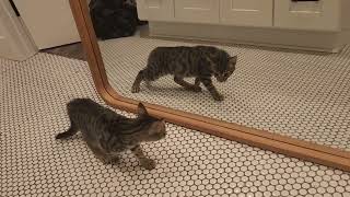 Kitten Experiencing a Mirror for the 1st Time