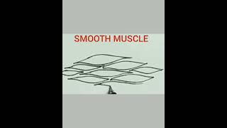 how to draw smooth muscle easily