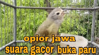 SUARA PANGGILAN OPIOR JAWA ALIS TEBAL GACOR NGEPLONG