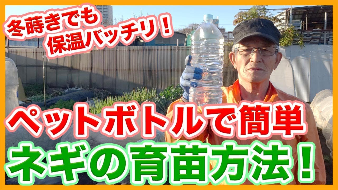 Tips for raising green onion seedlings in plastic bottles from a