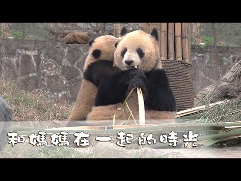 《熊貓主題趴》和媽媽在一起的時光 | iPanda熊貓頻道
