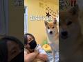 年がら年中食欲旺盛‼️‼️😂#柴犬 #shibainu #shorts