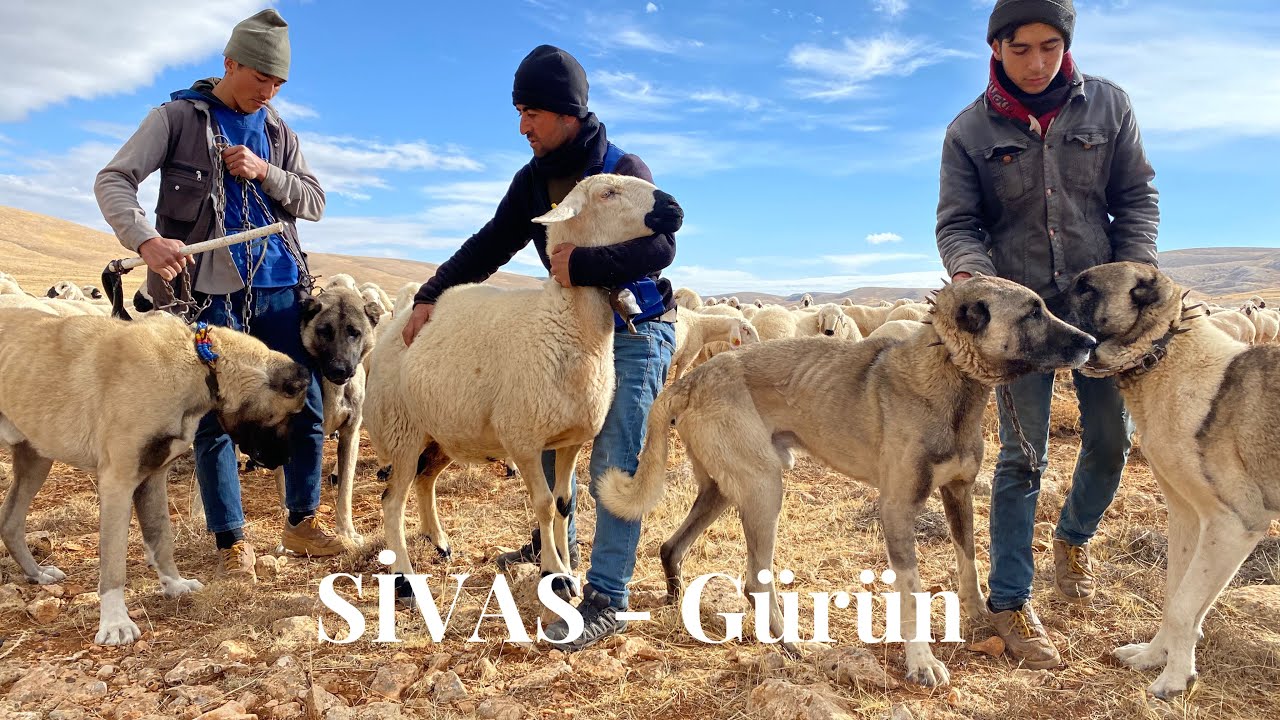 1.300 AKKARAMAN KOYUNU ve 10 KANGAL KÖPEĞİ ile SÜLEYMAN GÜNEŞ @suleymangunespoyraztimi8032 #sivas