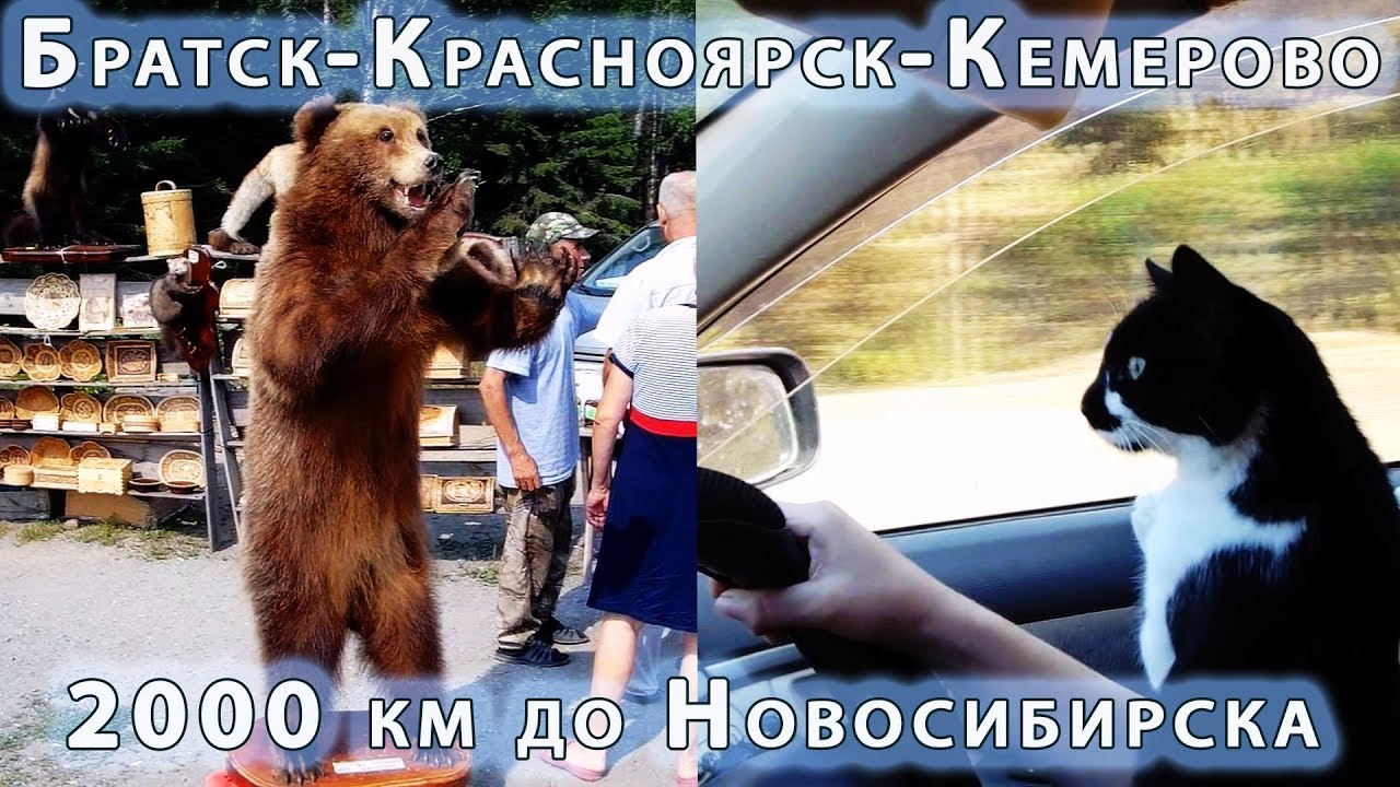 Авто ульяновск животные