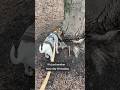 #doglife #dogshorts #dog #peemails