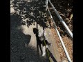 #74.ベランダの鉢植えミント