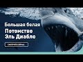 Большая белая | Потомство Эль Диабло | Discovery